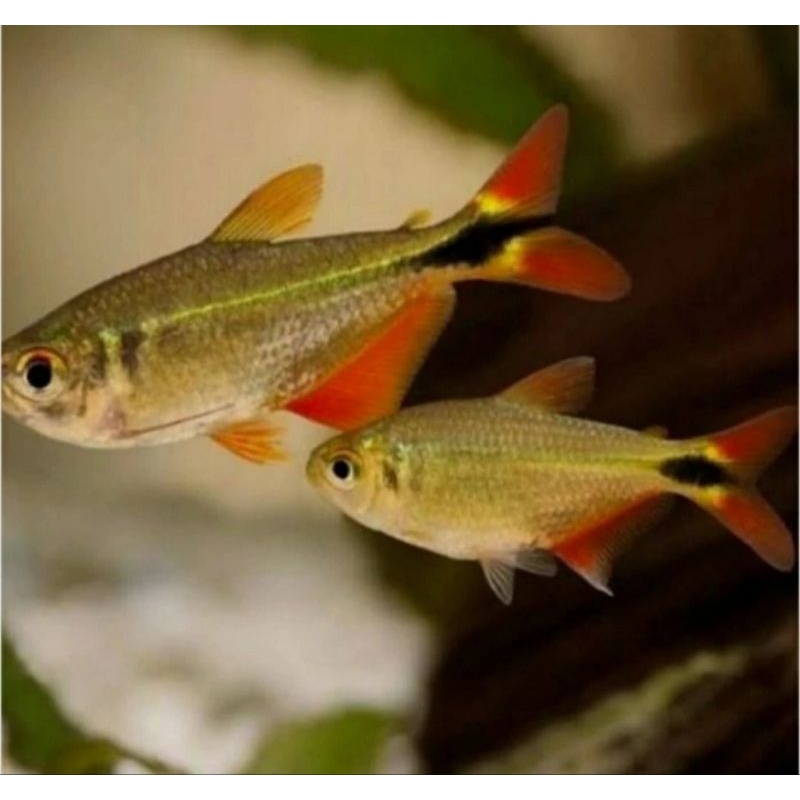 Ikan Buenos Aires Tetra hias hiasan aquarium aquascape tankmate koi koki schooling bonres replika