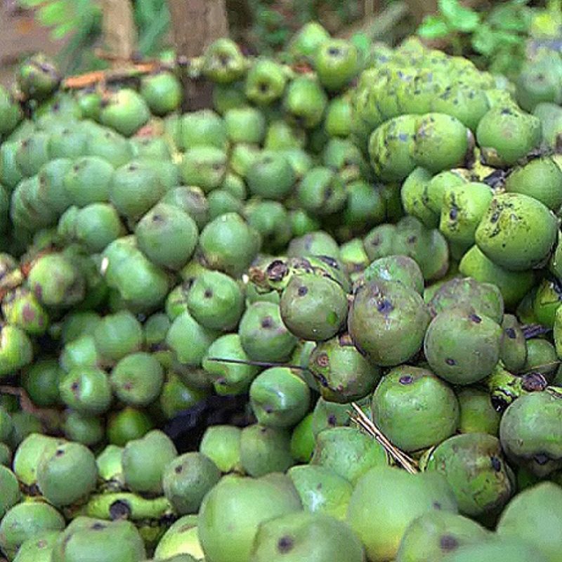 

1kg Buah Aren Mentah / Kolang Kaling