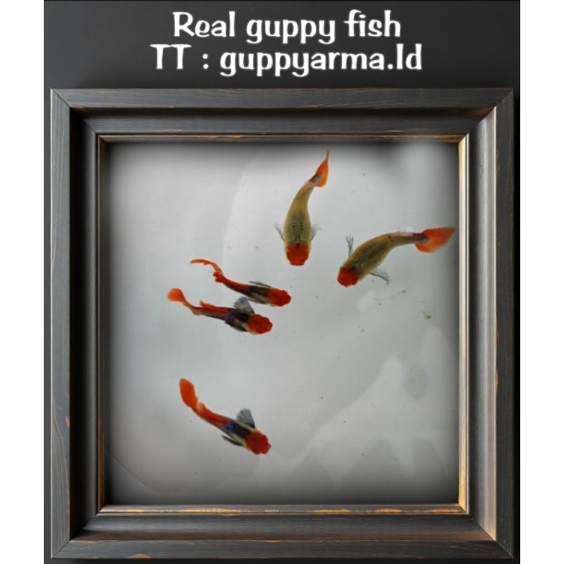 Stiker Guppy PRTDE Koi