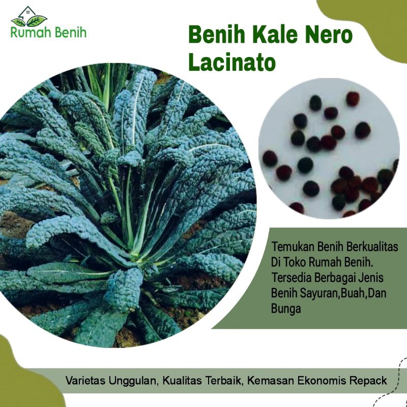 Benih Kale Nero Lacinato / Bibit Benih Sayuran Kaya Gizi / Biji Benih Kale Nero / Benih Sayuran / Bi