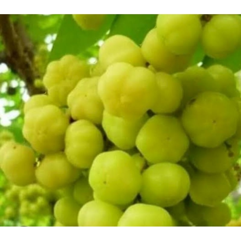 

buah ceremai segar baru petik