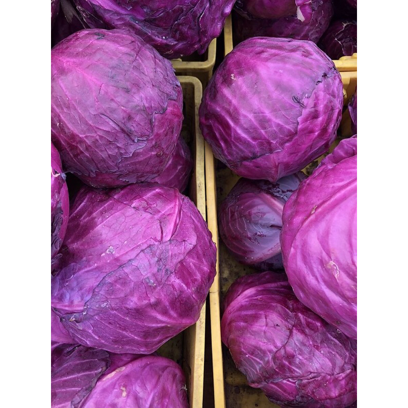

Kol Ungu Kubis Segar | Kol Ungu Super Fresh Premium