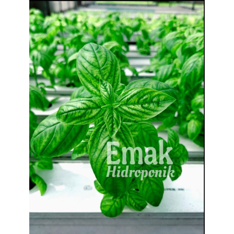

Daun Basil 20 gram