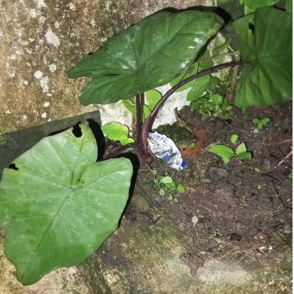 Bibit Asli Talas Hitam Talas Camani 1 Pohon