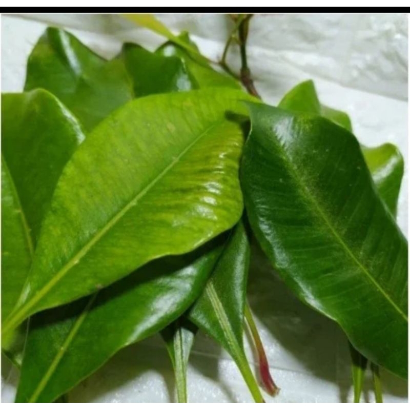 

Daun cengkeh segar petik langsung 1kg