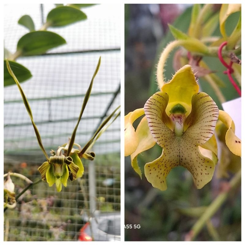 Dendrobium sutiknoi x macrophyllum