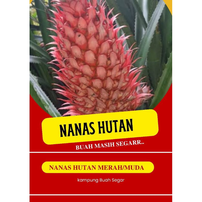 

nanas merah muda/hutan