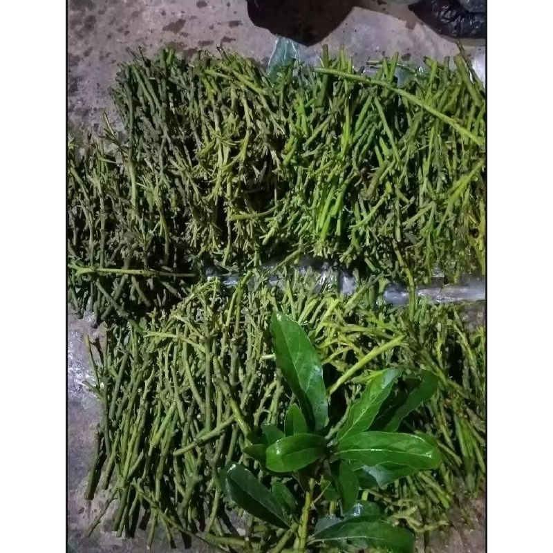 ENTRES BIBIT ALPUKAT SIGER, BAHAN SAMBUNG PUCUK