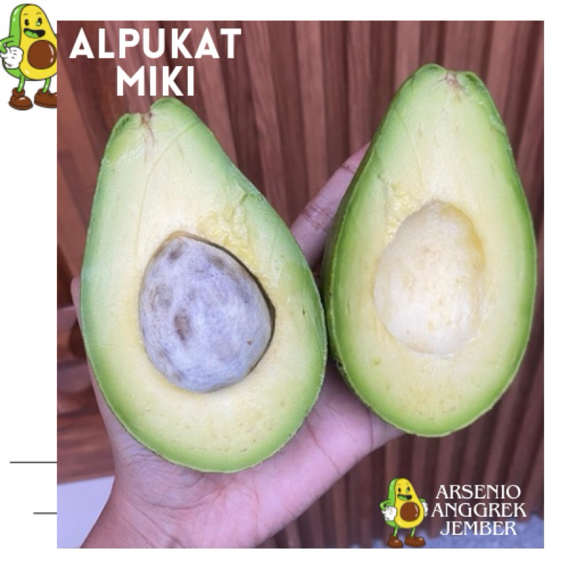 

ALPUKAT MIKI DIJAMIN SUPER