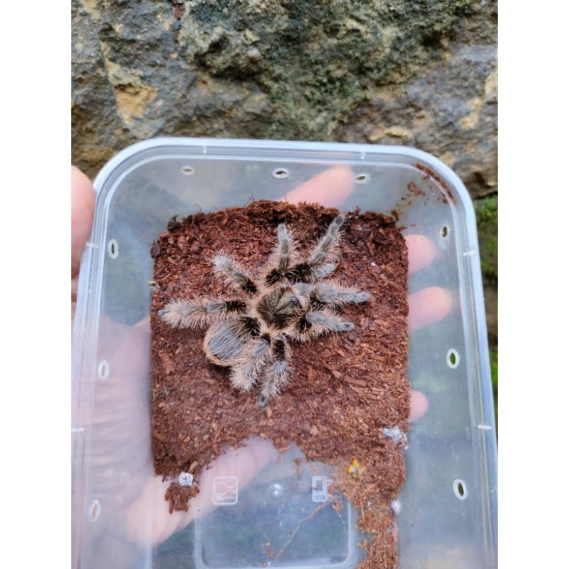 brachypelma albopilosum female juve /pakan burung / tarantula / reptile