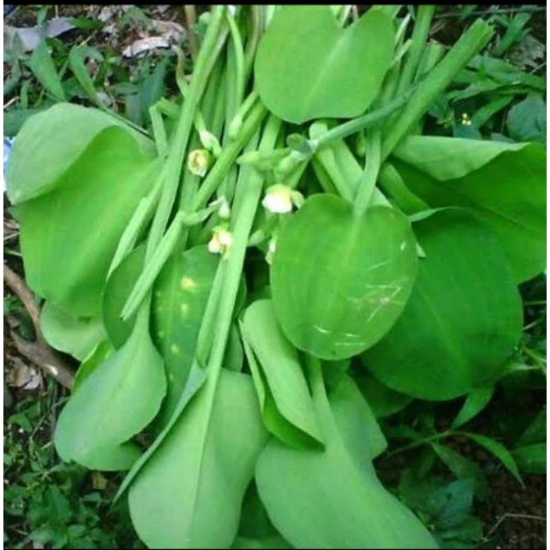 

Daun genjer/gendot sayuran fresh 250gram