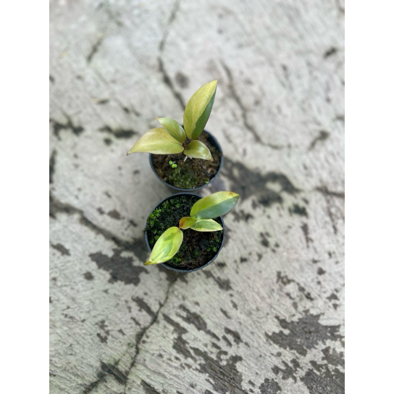 Philodendron Black Cardinal Variegata