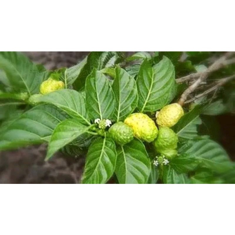 

Daun mengkudu/daun pace segar berat 150gram