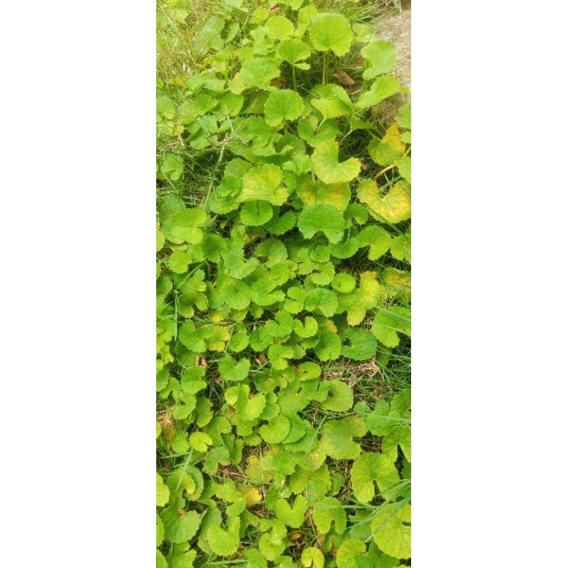 

Daun pegagan segar | Centella asiatica 250gram