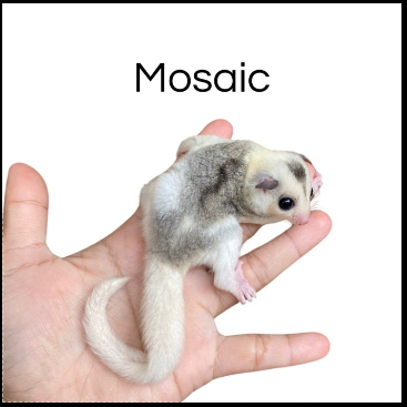 (Kurir Instant) Sugar Glider Platinum Mosaic Joey / SG PLATMOS Baby Jinak