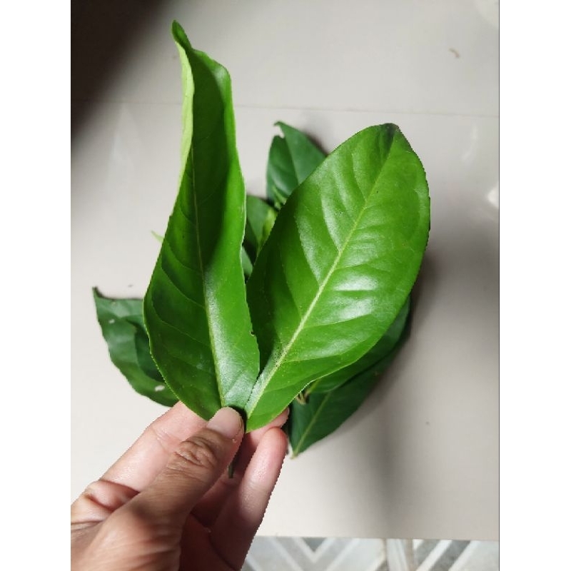 

DAUN SALAM (dapat 5 lembar)