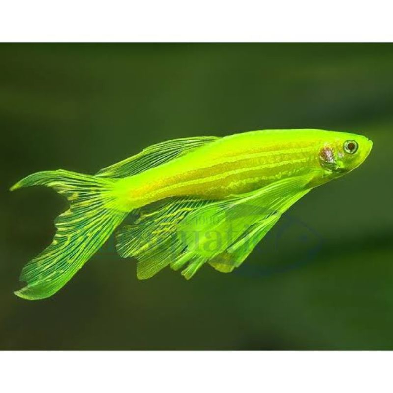 Ikan Danio Slayer - Ikan Hias Aktif dan Mudah Dipelihara