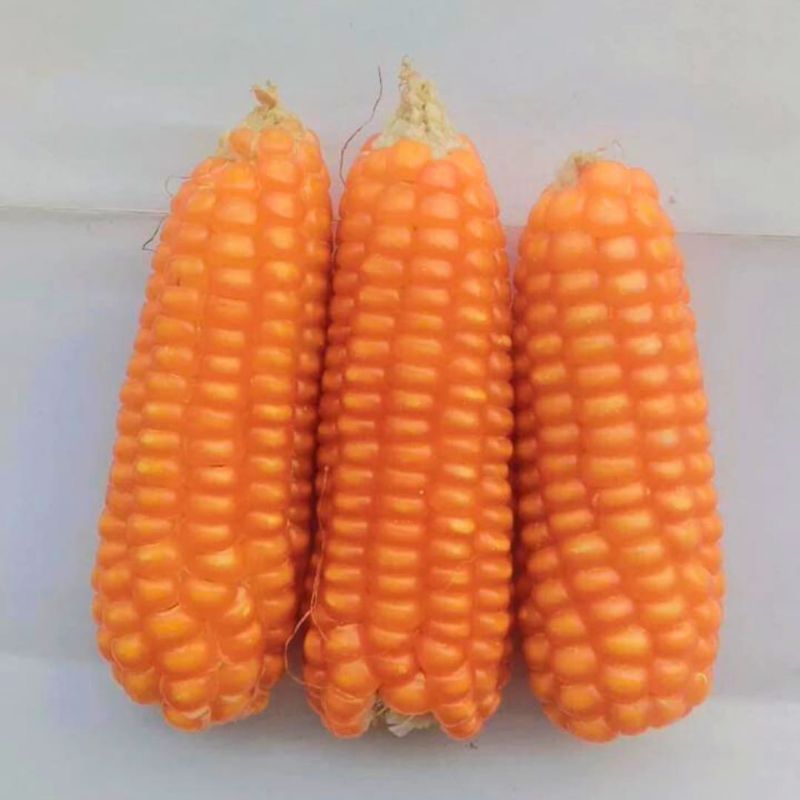 

JAGUNG TONGKOL 3 BIJI ASLI MADURA