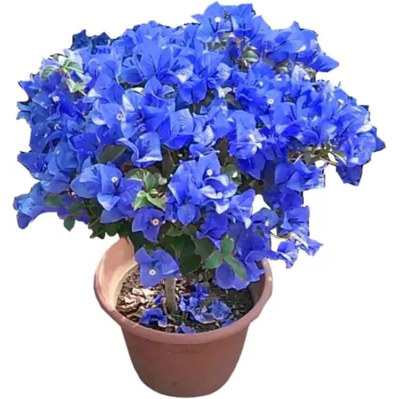 PROMO TAMAMAN HIAS BUGENVIL BUNGA KERTAS SOFT BIRU//BUNGA BIRU