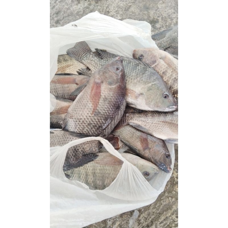 

IKAN NILA DAN IKAN MAS HIDUP PER 1/2KG