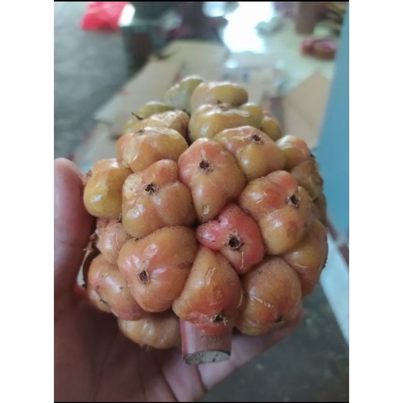 

Cikala / Buah Kecombrang / Sikala Segar