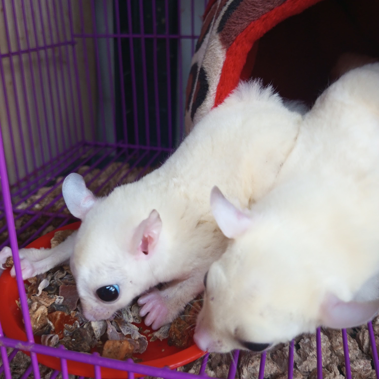 ADEWAP GLIDER Glider Veggie Fruity Healthy Snack : Buah & Sayur Kering Cemilan Sugar Glider