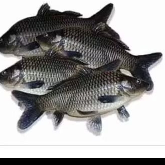 

ikan mas, idup utuh isi. 4-3 1kg.Rp.48.000