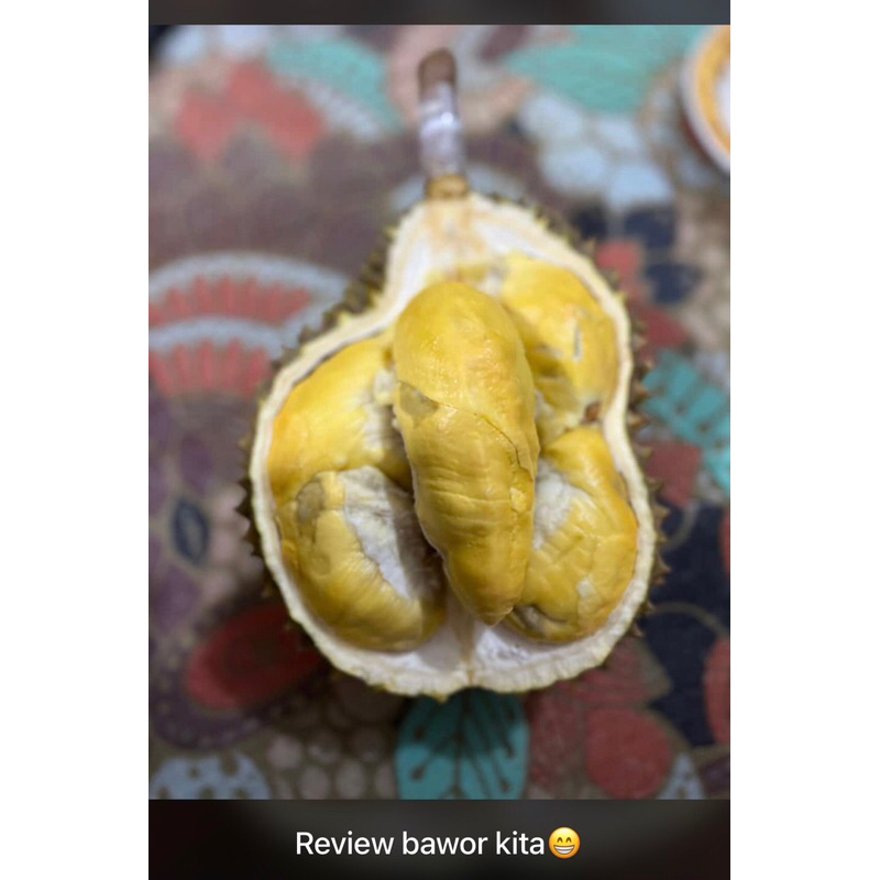 

PROMO Durian Bawor Utuh 145 per kilo