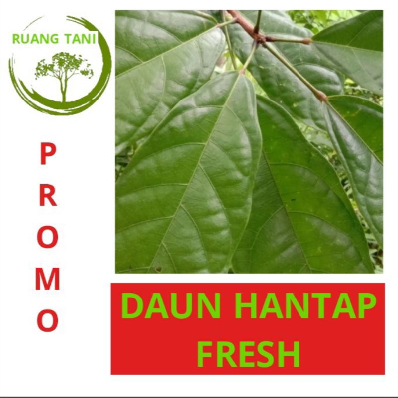 

DAUN HANTAP FRESH OBAT BATU GINJAL TRADISIONAL