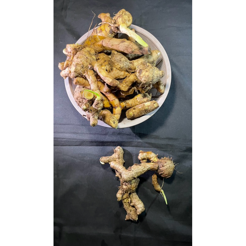 

Kunyit Putih Segar 1 kg