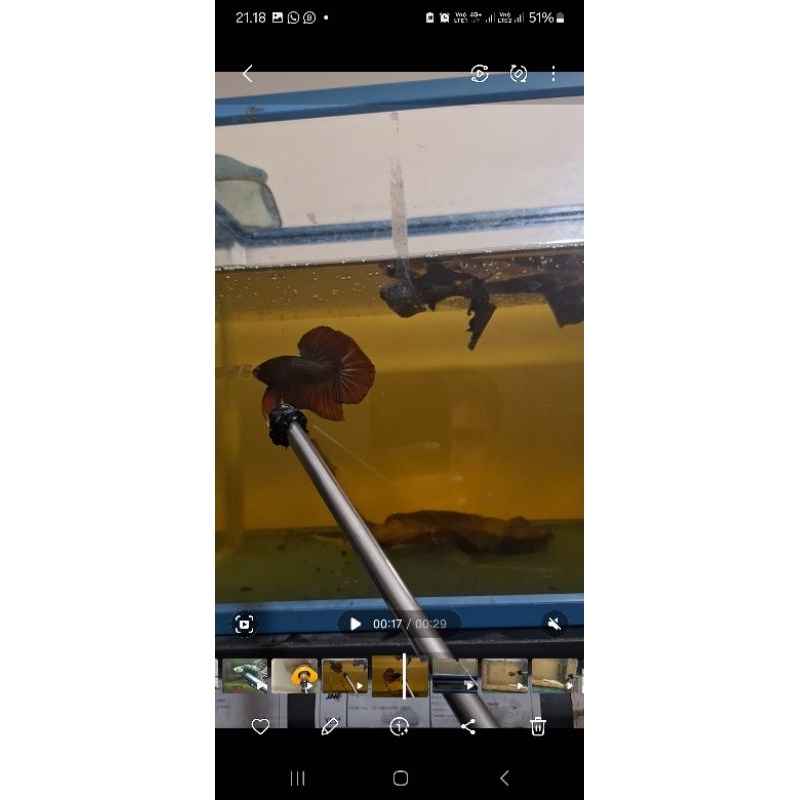 giant hmpk redcooper