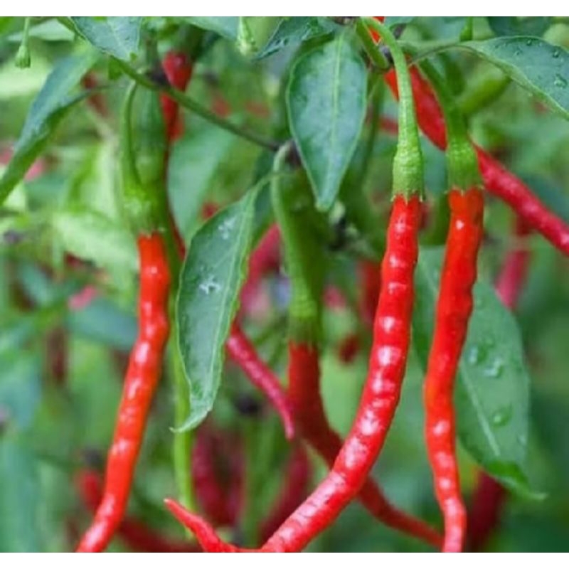 MURAHHH 10 BIJI BENIH CABE KERITING/BIBIT CABAI KERITING SUPER