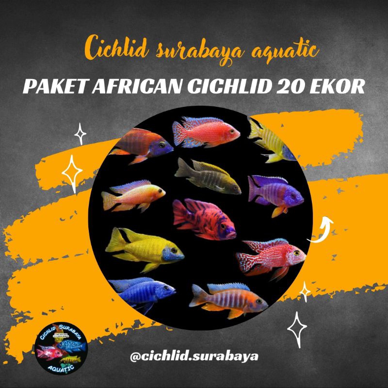 Paket mix african cichlid 20