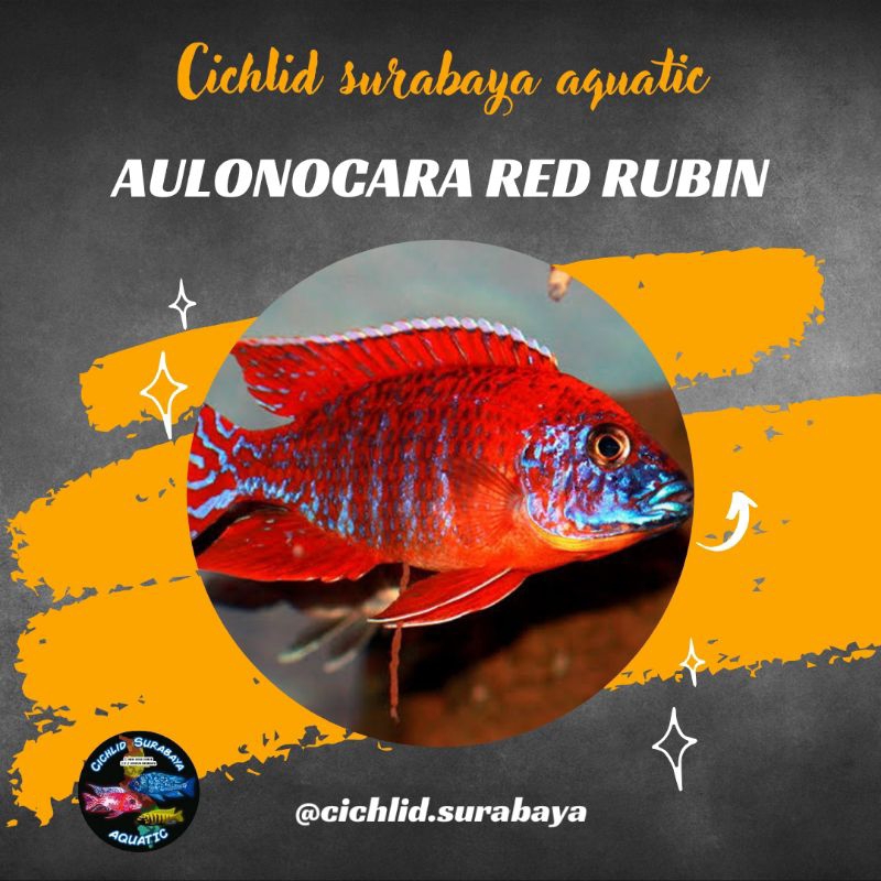 Aulonocara red rubin cichlid
