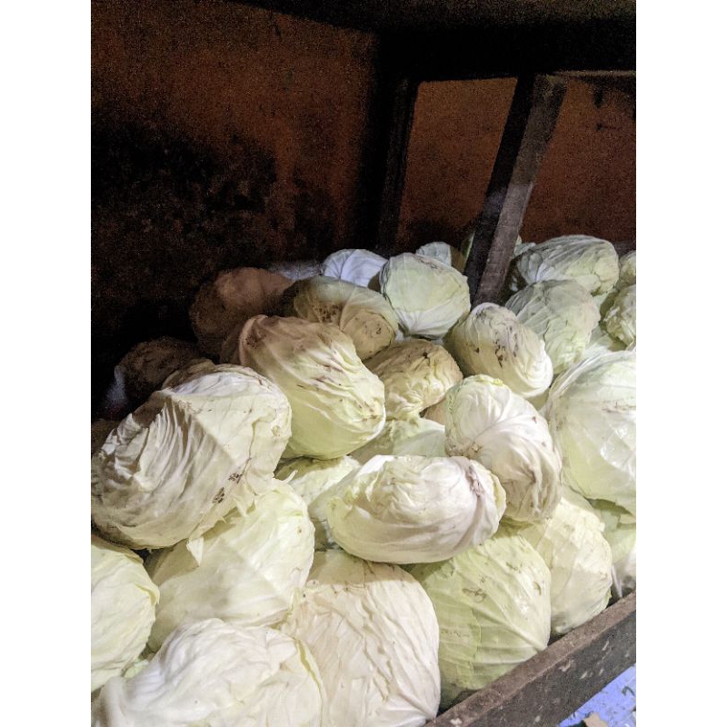 

Kol Super Langsung Dari Petani/Tanah Indonesia 500g