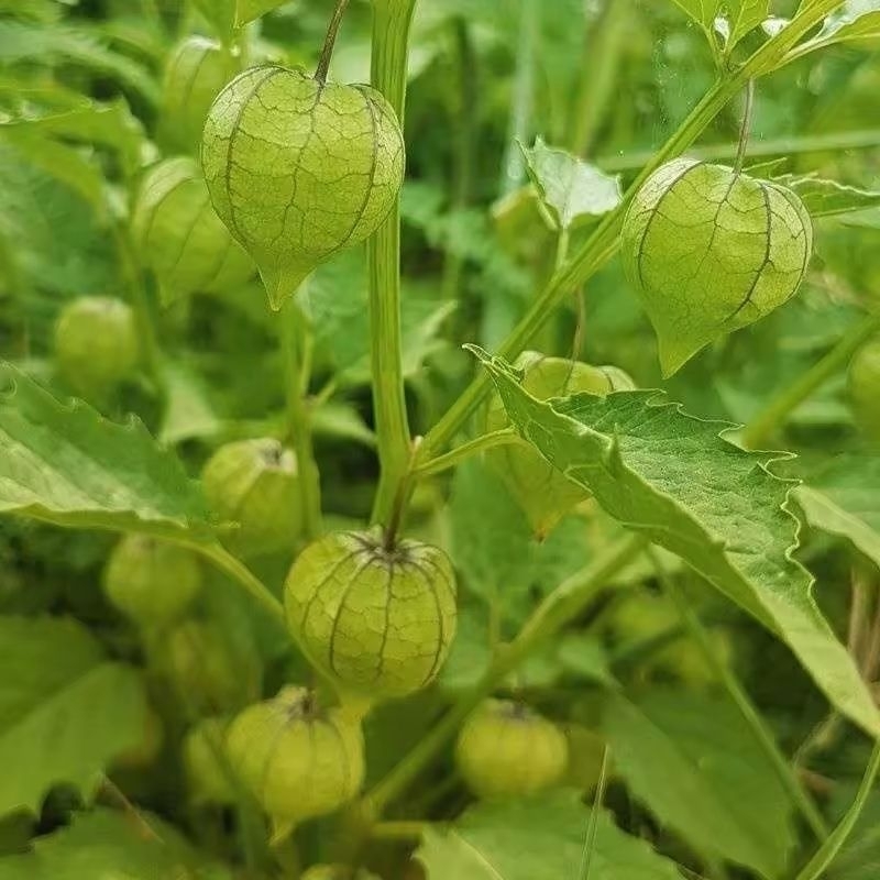 

daun cipukan cecenet fres 500gram