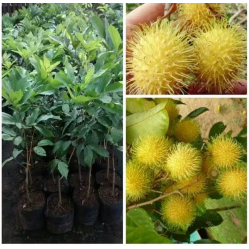 Bibit Rambutan Rapiah Okulasi