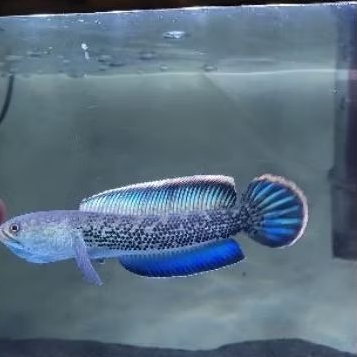 chana stewarti baby murah bahan progres