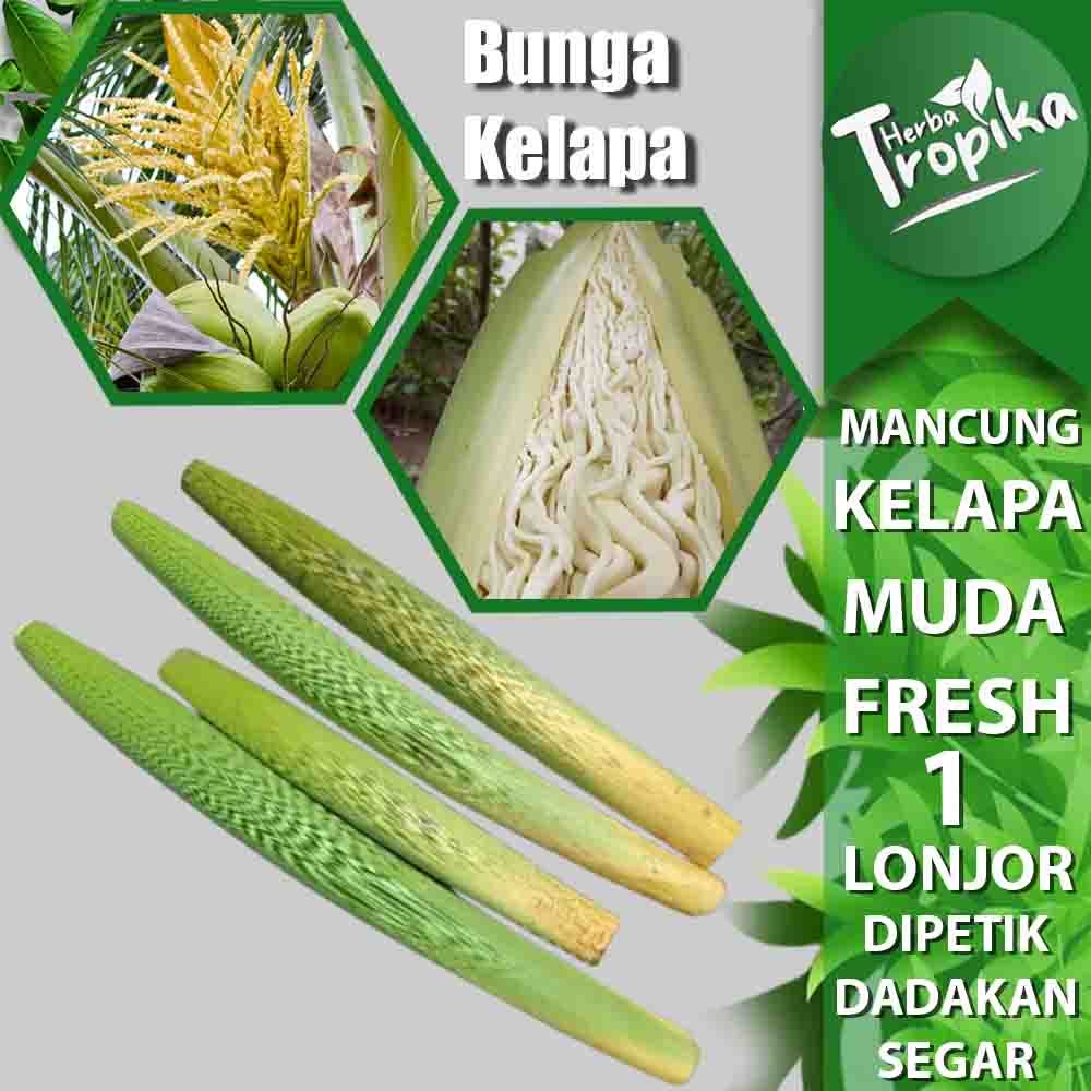 

Mancung Kelapa / Bunga Kelapa Masih kuncup 1 pcs toko herba tropika