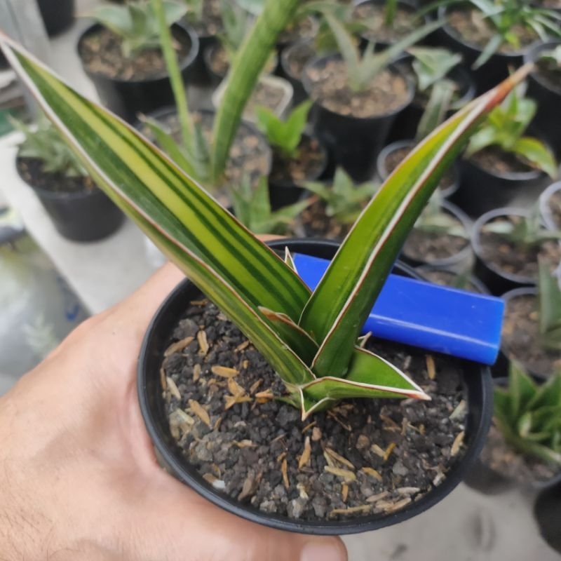 sansevieria hybrid pinguicula x doris pfennig varigata kuning jreng