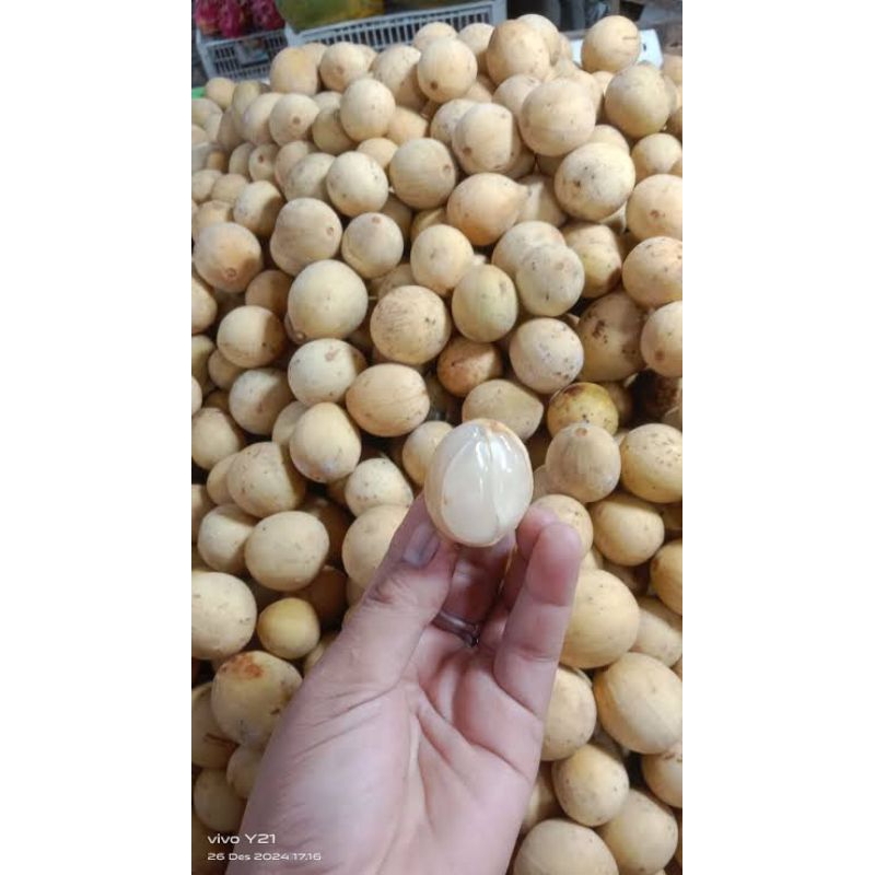 Duku pontianak manis 1kg/ langsat pontianak manis 1kg