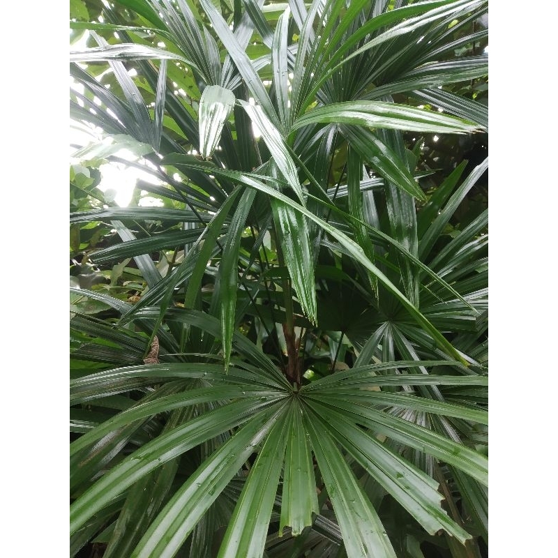 Bibit Pohon Tanaman Waregu | Palem Waregu