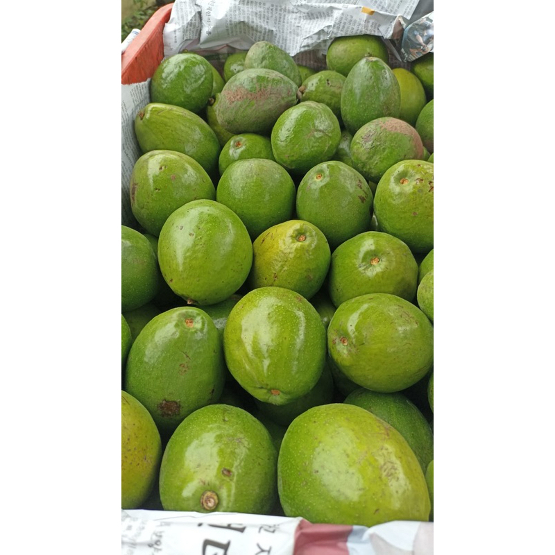 

Alpukat / Buah Alpukat fresh
