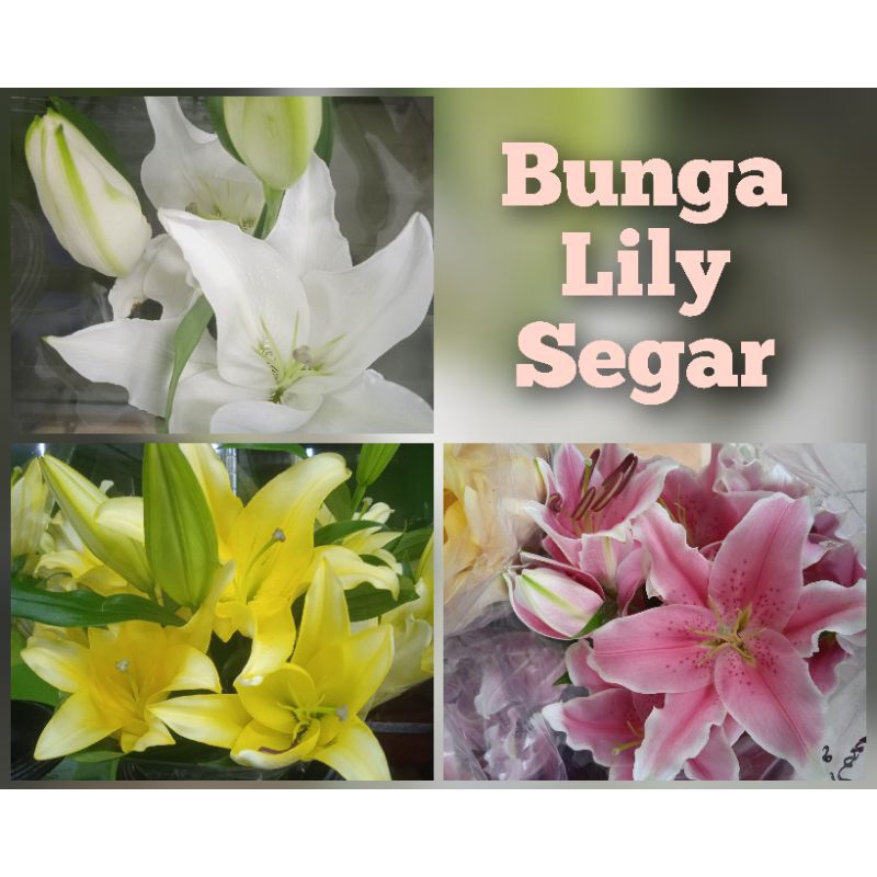 Bunga casablanca LILY ecer , Bunga potong segar 1 tangkai