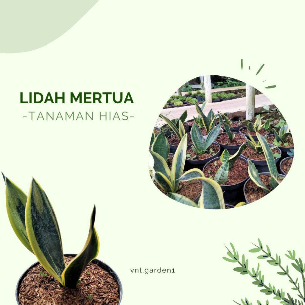 Tanaman Sansevieria | Sansevieria Lidah Mertua | Sansevieria Gold Flame Maesto | Lidah Mertua | Twis
