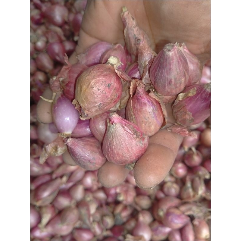 

Bawang Merah Nganjuk SEDANG