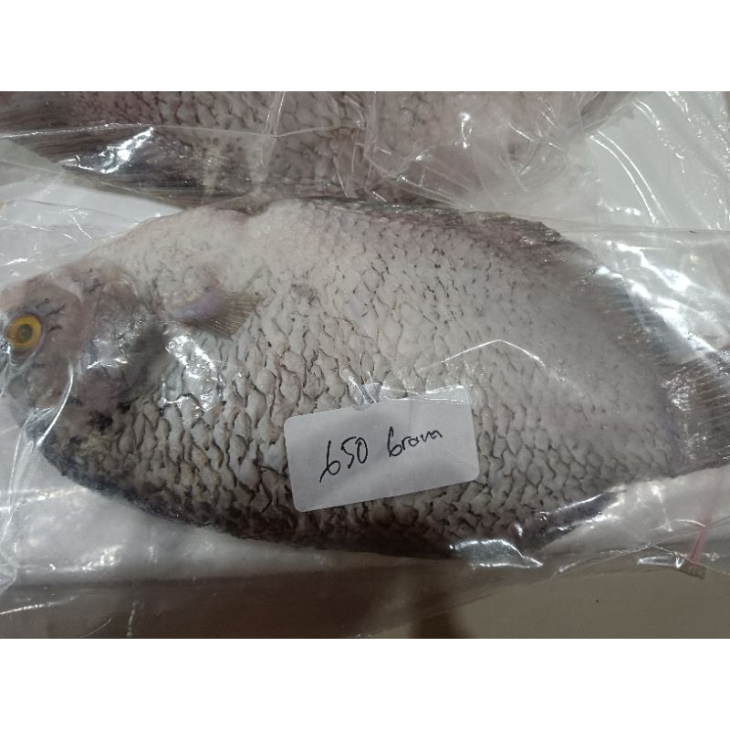 

IKAN GURAME 1 EKOR BERAT 6,5 ONS