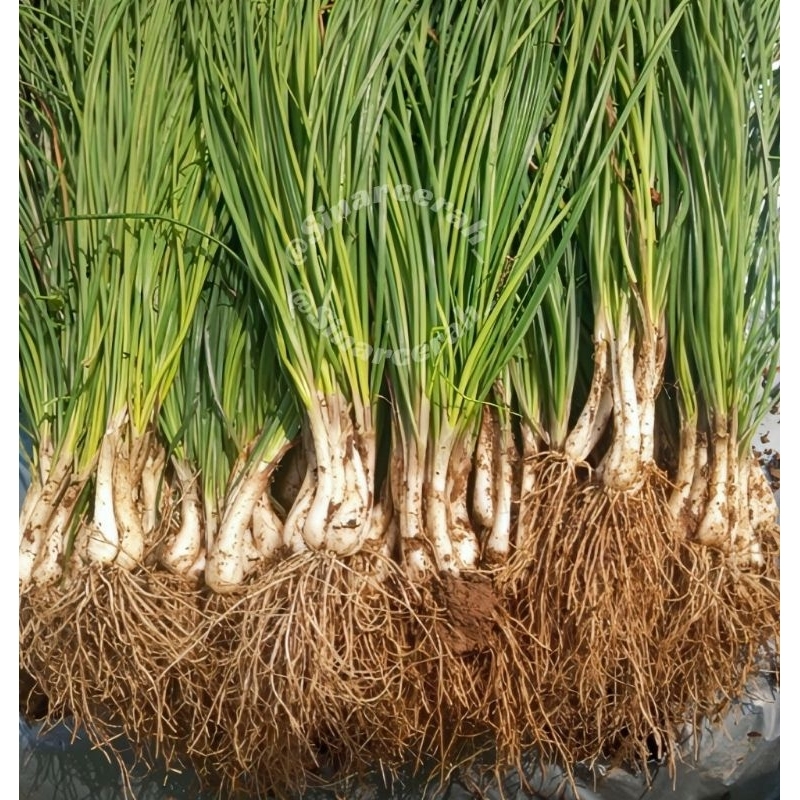 

Sayuran kuncay/1 iket- Sayur Kucai Segar/Bibit sayur kuncay kucai /bawang kuncay