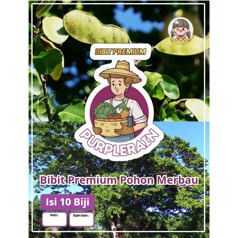 Bibit Premium Pohon Kayu Merbau|Bibit Benih Pohon Kayu Merbau