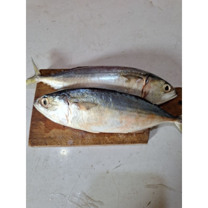 

Ikan Kembung hasil tangkapan Nelayan 1kg isi 1-8 ekor